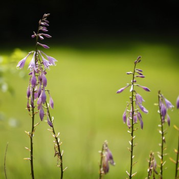 Intensivpflege mit Herz Wohngemeinschaft Gartenreich 2